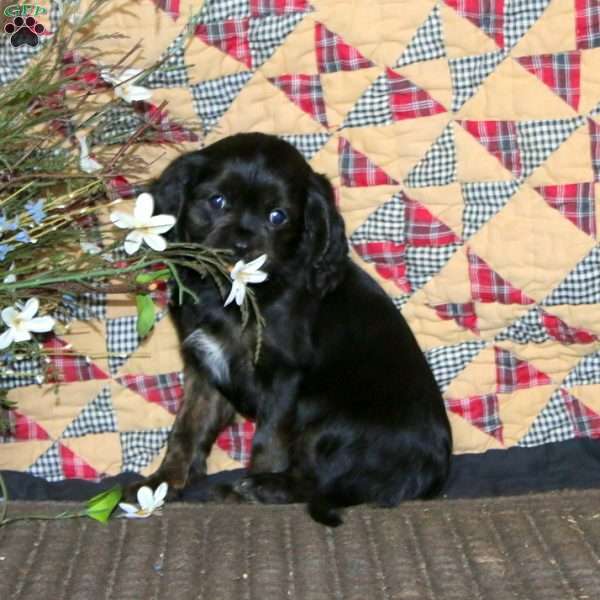 Adelle, Cavapoo Puppy