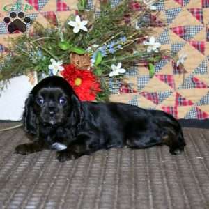 Adelle, Cavapoo Puppy