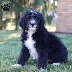 Aiden, Bernedoodle Puppy