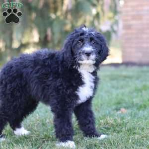 Aiden, Bernedoodle Puppy