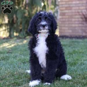 Aiden, Bernedoodle Puppy