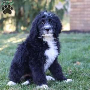 Aiden, Bernedoodle Puppy