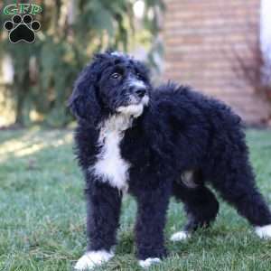 Aiden, Bernedoodle Puppy