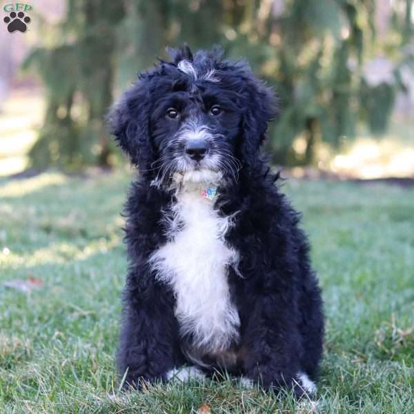 Aiden, Bernedoodle Puppy