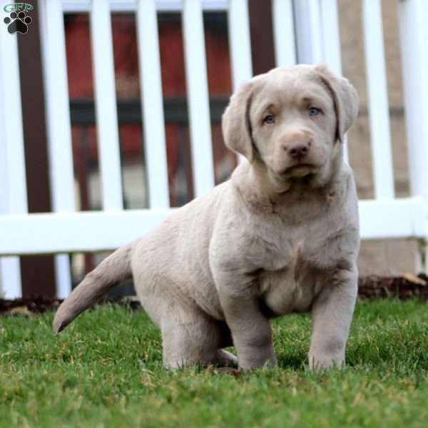 Ajay, Silver Labrador Retriever Puppy