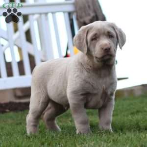 Ajay, Silver Labrador Retriever Puppy