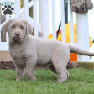 Ajay, Silver Labrador Retriever Puppy
