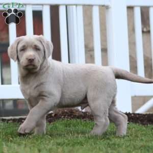 Ajay, Silver Labrador Retriever Puppy