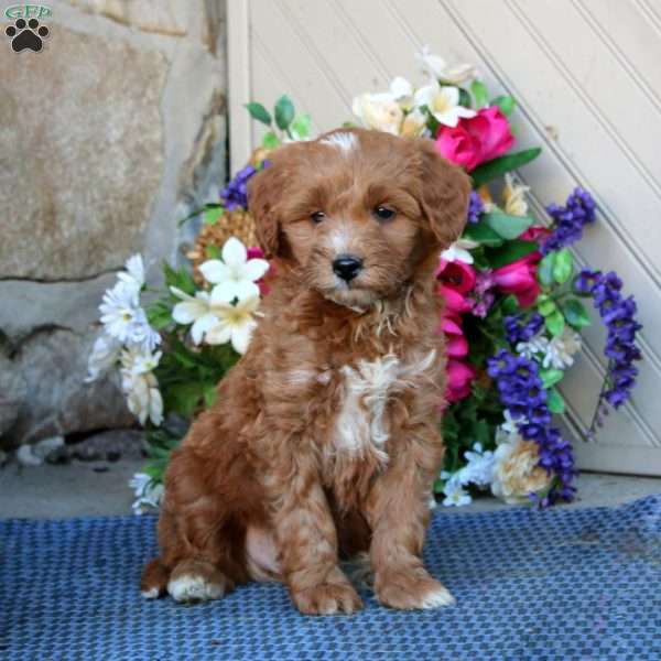 Alec, Mini Goldendoodle Puppy