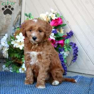Alec, Mini Goldendoodle Puppy