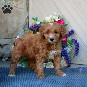 Alec, Mini Goldendoodle Puppy