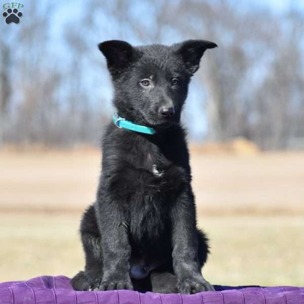 Alex, German Shepherd Puppy