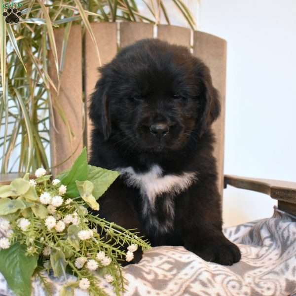 Alex, Newfoundland Puppy