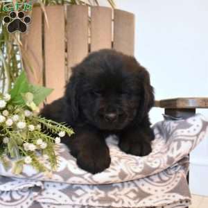 Alex, Newfoundland Puppy