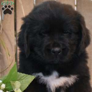 Alex, Newfoundland Puppy