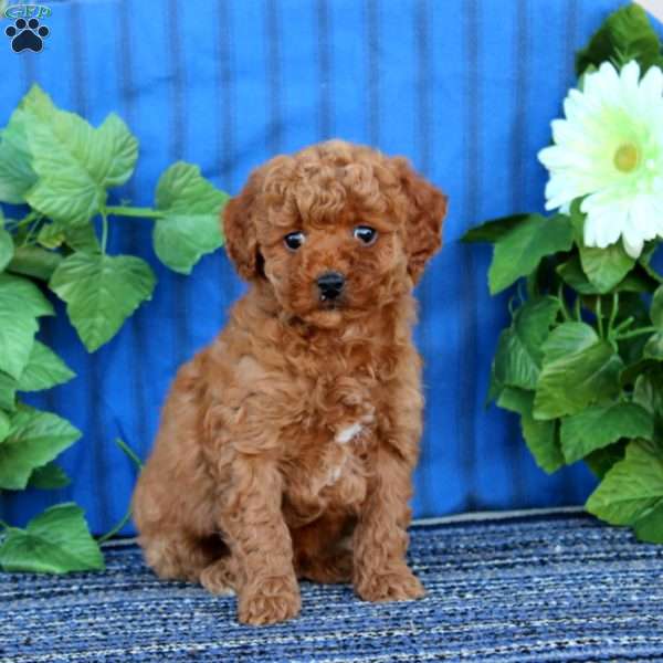 Alex, Miniature Poodle Puppy