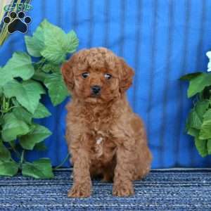 Alex, Miniature Poodle Puppy