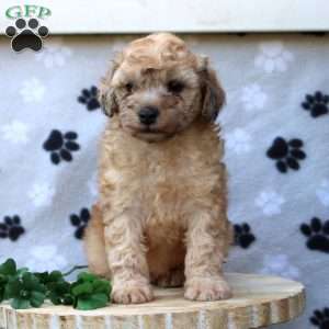 Alex, Miniature Poodle Puppy