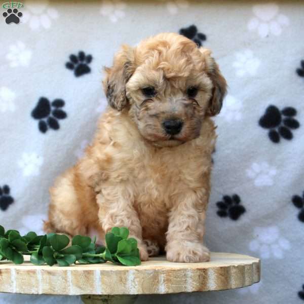 Alex, Miniature Poodle Puppy