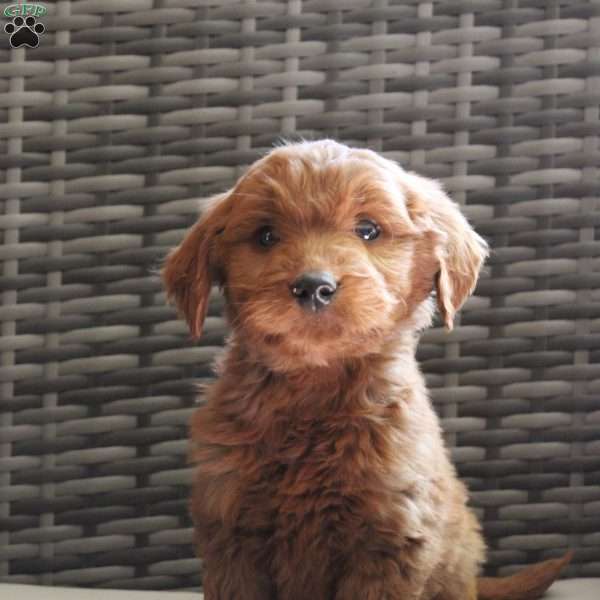 Alfi, Goldendoodle Puppy