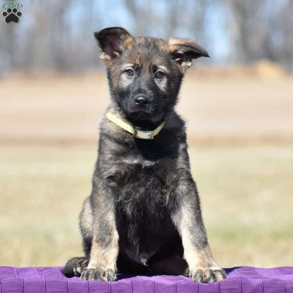 Alfred, German Shepherd Puppy