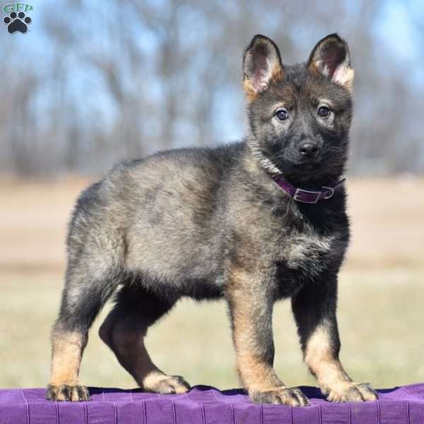 Alice, German Shepherd Puppy
