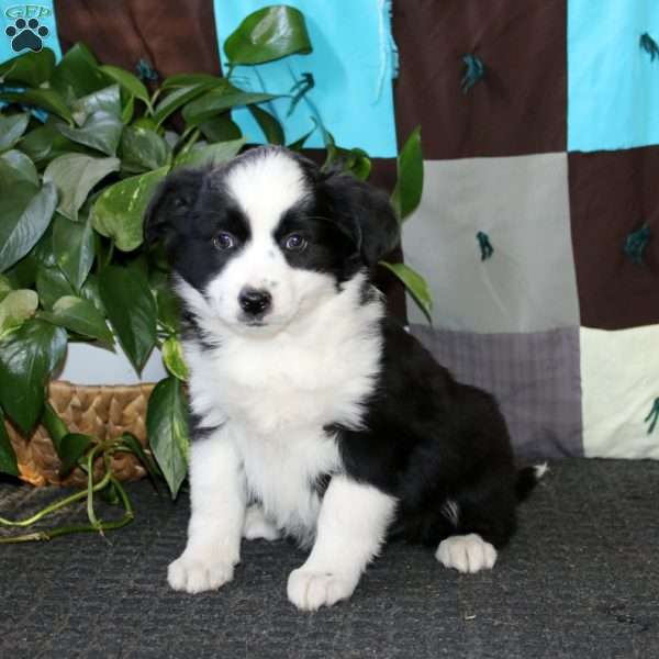 Alice, Miniature Australian Shepherd Puppy