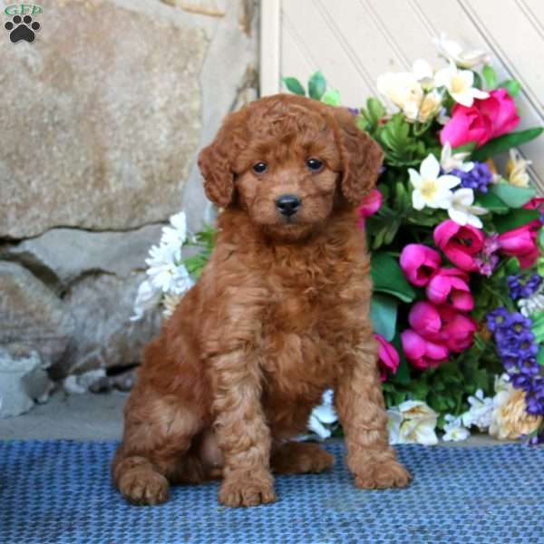 Alice, Mini Goldendoodle Puppy