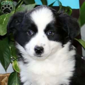 Alice, Miniature Australian Shepherd Puppy