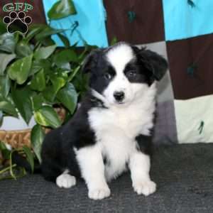 Alice, Miniature Australian Shepherd Puppy