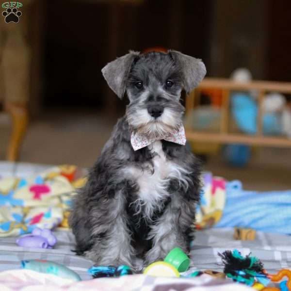 Alice, Miniature Schnauzer Puppy