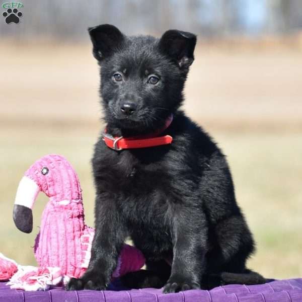 Alisha, German Shepherd Puppy