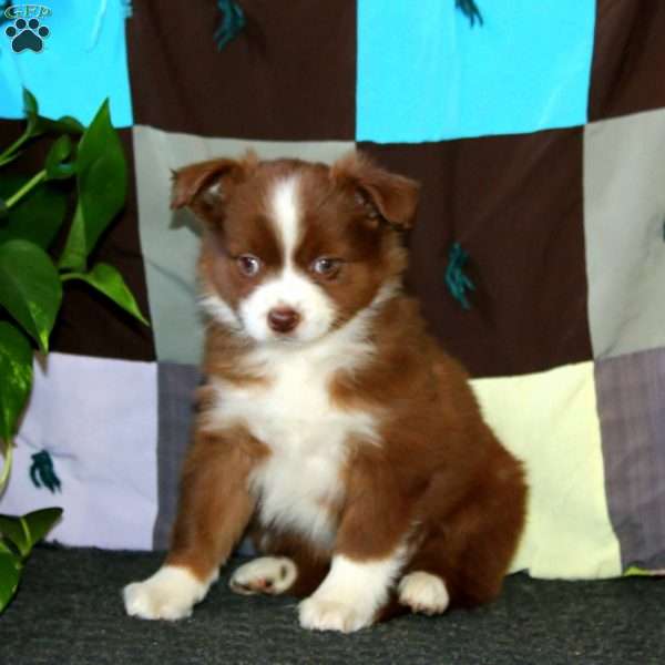 Alisha, Miniature Australian Shepherd Puppy