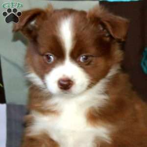 Alisha, Miniature Australian Shepherd Puppy