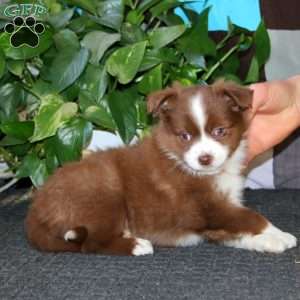 Alisha, Miniature Australian Shepherd Puppy