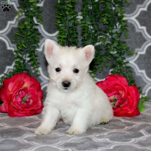 Allen, West Highland Terrier Puppy