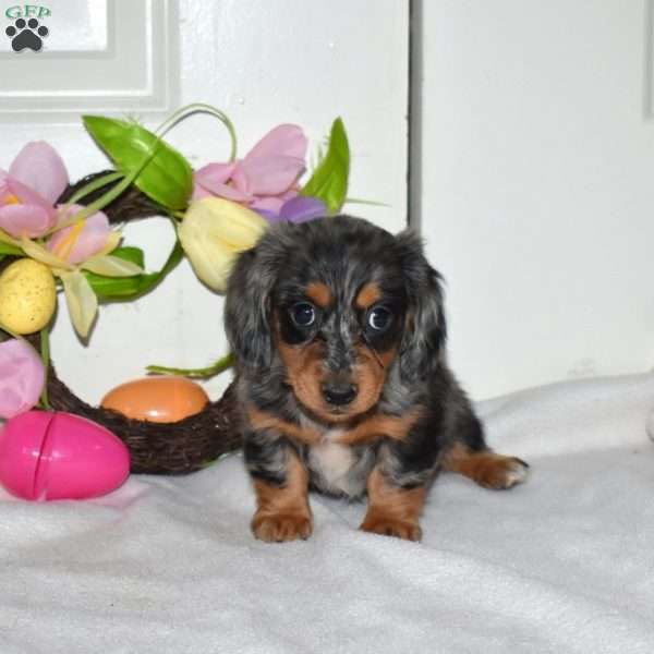 Almond, Dachshund Puppy