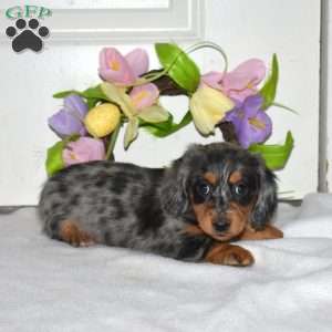 Almond, Dachshund Puppy