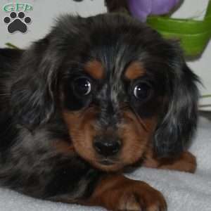 Almond, Dachshund Puppy