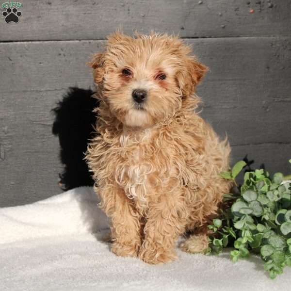 Amber, Maltipoo Puppy