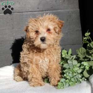Amber, Maltipoo Puppy