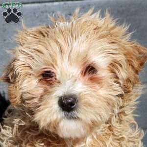 Amber, Maltipoo Puppy