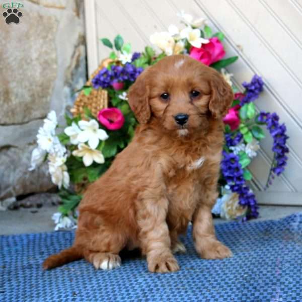 Amber, Mini Goldendoodle Puppy