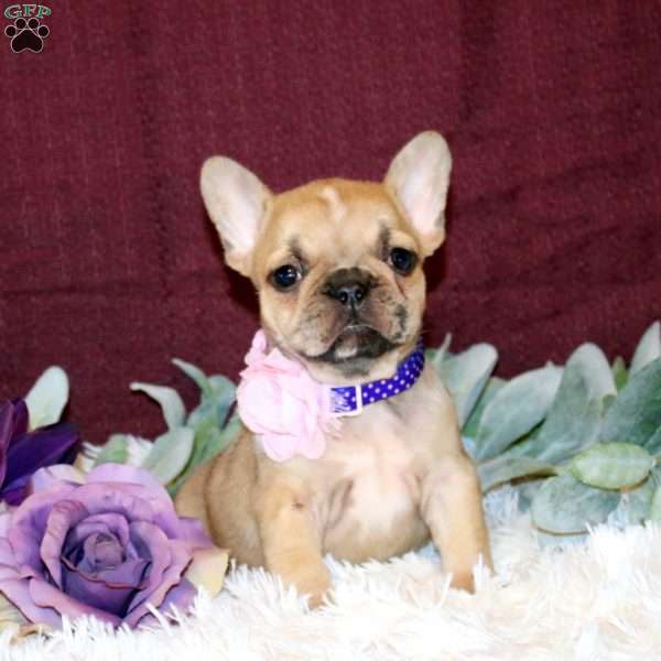 Amigo, French Bulldog Puppy