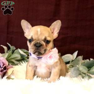 Amigo, French Bulldog Puppy