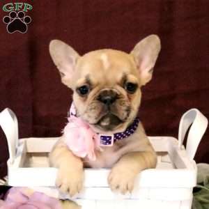 Amigo, French Bulldog Puppy