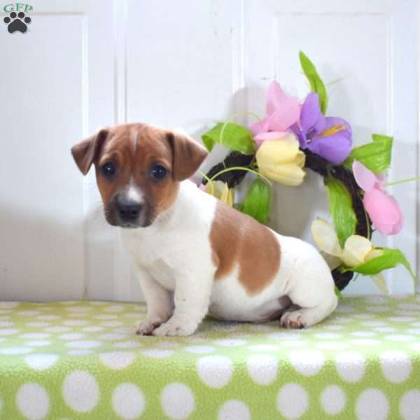 Amos, Jack Russell Terrier Puppy