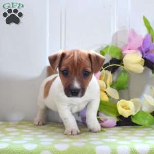Amos, Jack Russell Terrier Puppy