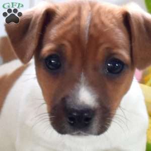 Amos, Jack Russell Terrier Puppy