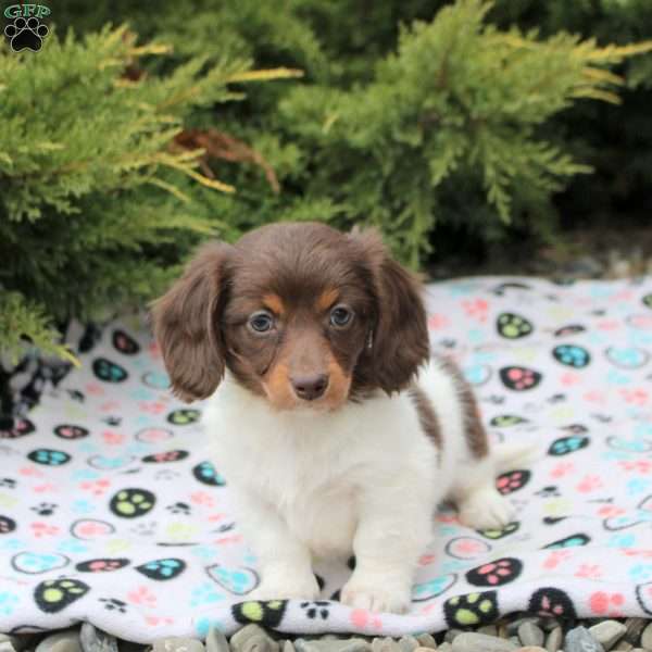 Amy, Dachshund Puppy